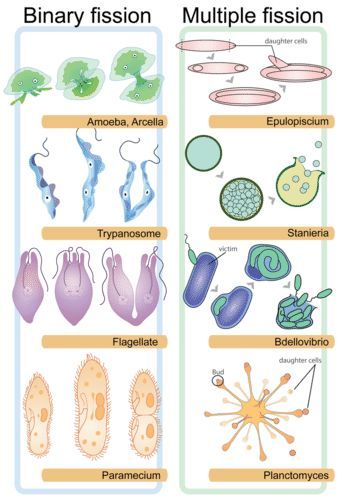 Illustrates binary fission in single-celled organisms and multiple fission in multinucleated cells Single Cell Organism, Asexual Reproduction In Animals, Single Celled Organisms, Food Chain Worksheet, Mitosis And Meiosis, Physician Assistant School, Biology Projects, Human Embryo, Science Room