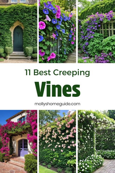 Looking to add some greenery to your garden or home? Check out our collection of fast-growing creepers and vines. From the best creeping virginia to the beautiful creeping jasmine, we have a wide variety for you to choose from. These climbing flowering vines don't just beautify your space but also provide a natural touch. If you're searching for drought-tolerant ground cover plants, consider options like creeping jenny sweet potato or creeping fig vine. How To Grow Vines On House, Deer Resistant Climbing Vines, Plants That Drape Down, Climbing Vines Trellis, Wall Creeper Plants, Creeping Jasmine, Fast Growing Vines Climbing, Creeping Fig Vine, Creeper Flowers