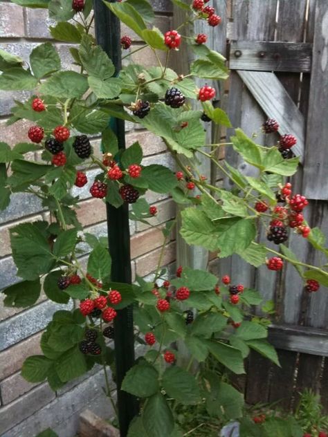 Blackberries In Containers, Grow Blackberries, Blackberry Plants, Growing Blackberries, Growing Vegetables In Pots, Berry Patch, Berry Plants, Vegetable Garden Diy, Survival Gardening