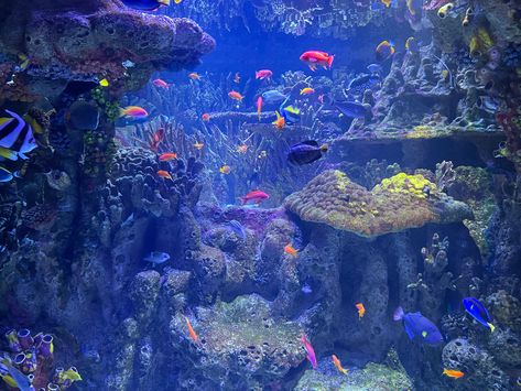 aesthetic blue fish sea ocean tropical exotic aquarium deep sea earth wildlife underwater 2000s Aquarium Aesthetic, Background Aquarium, 2000s Nostalgia, Coral Reefs, Marine Biology, Computer Wallpaper, Coral Reef, Galaxy Wallpaper, Cute Stuff