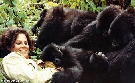 Special bond: Sigourney Weaver played Dian Fossey in the film Gorillas In The Mist The Mist Film, Eastern Gorilla, Gorillas In The Mist, Dian Fossey, Tarzan And Jane, Jane Goodall, Sigourney Weaver, Mountain Gorilla, Aliens Movie