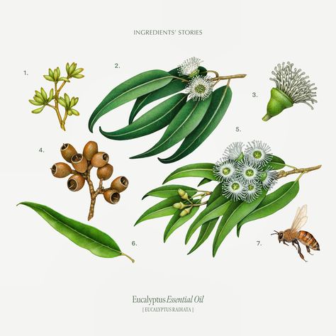 #illustration #botanicals #Eucalyptus Eucalyptus Illustration, January 2024