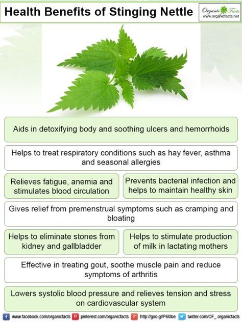 Some of the most important health benefits of stinging nettle include its ability to detoxify the body, improve metabolic efficiency, and boost immunity. Nettle Tea, Excellent Health, Tomato Nutrition, Fruit Health Benefits, Matcha Benefits, Stinging Nettle, Lemon Benefits, Coconut Health Benefits, Stomach Ulcers