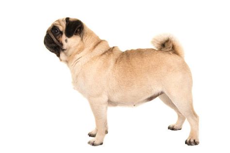 8,403 Dog Standing Side Photos and Premium High Res Pictures - Getty Images Dog Standing, Pug, High Res, Mammals, Getty Images, Photo Image, Siding, Stock Photos, Google Search