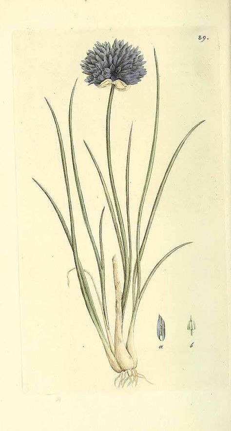 chives - plant illustrations Garlic Flower, Chives Plant, Chive Flower, Onion Flower, New York Botanical Garden, Plant Tattoo, Botanical Illustration Vintage, Botanical Tattoo, Blossom Tattoo