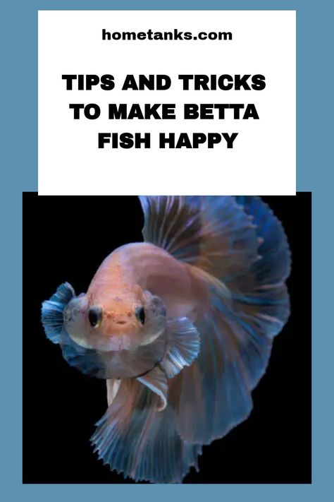 Most people think that it is difficult to make a betta fish happy, but that is not tru! Do you want to know how to make your betta fish happy? In this article, we will teach you how to make your betta fish happy and healthy. #bettafish #freshwaterfish Beta Fish Tips, How To Train Your Betta Fish, Types Of Beta Fish, Koi Betta Fish Female, Betta Fish Natural Habitat, Live Plants For Betta Tank, Betta Fish Care Tips, Betta Fish Tips, Betta Fish Tank Aesthetic