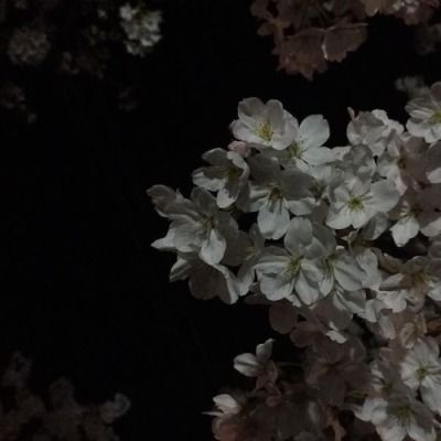 Dark Feeds, Ethereal Aesthetic, Dark Paradise, Japanese Aesthetic, Six Feet Under, Aesthetic Images, Night Aesthetic, Dark Night, White Aesthetic