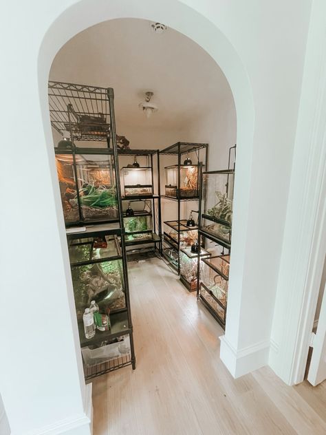 Aiden's Reptile Room - Casey Wiegand of The Wiegands Reptile Setup Ideas, Snake Setup Ideas, Reptile Tank Stand Ideas, Reptile Room Setup Ideas, Aesthetic Reptile Enclosure, Aesthetic Snake Enclosure, Animal Room Ideas Pets, Reptile Shelf, Reptile Room Setup