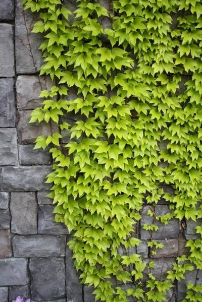 Types Of Ivy, Wall Climbing Plants, Climbing Ivy, Boston Ivy, Ivy Wall, Ivy Vine, English Ivy, Backyard Gardening, Green Ivy