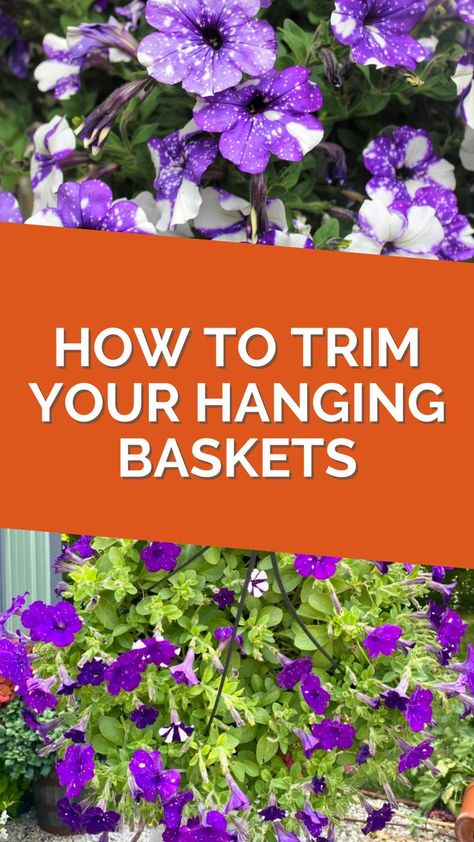 Petunia Hanging Baskets, Trailing Petunias, Million Bells, Petunia Plant, Pallet Projects Garden, Purple Petunias, Summer Watch, Flower Hanging, Hanging Flower Baskets