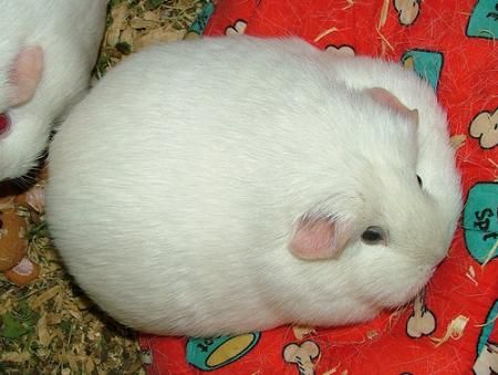 Image for my article: How Fat Should A Guinea Pig Be? Ginie Pigs, Pig Facts, Guinea Pig Breeding, Fat Animals, Guinea Pigs Funny, Pet Rabbit Care, Baby Guinea Pigs, Guinea Pig Bedding, Cat Hug