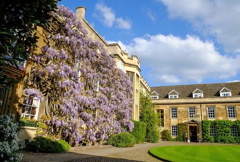 Christ's College with wisteria in bloom.  What a heavenly sight.  Cambridge. Christs College Cambridge, Cambridge College, Blue Stockings, University Of Cambridge, Cambridge University, Manifestation Board, Wisteria, In Bloom, Summer House