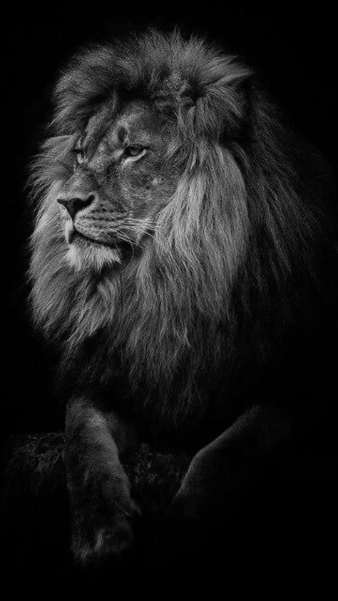 Lion Aesthetic Dark, Lion Black Background, Lion Wallpaper Hd 1080p, Baner Editing, Lioness Wallpapers, Wallpapers Lion, Lion Wallpapers, Traveler Aesthetic, Lioness Quotes