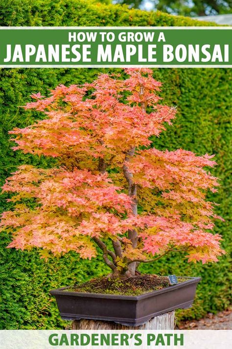 Japanese maple bonsai trees are striking with their unique foliage and dramatic forms. Plus, each season brings a change as they transition from spring into winter. This guide from Gardener’s Path demystifies the process of planting, growing, and caring for one of your own. #japanesemaple #bonsai #gardenerspath Japanese Maple Tree Care, Bonsai Maple Tree, Japanese Maple Tree Landscape, Maple Tree Landscape, Japanese Maple Garden, Japanese Maple Bonsai, Maple Bonsai, Bonsai Care, Witch Garden