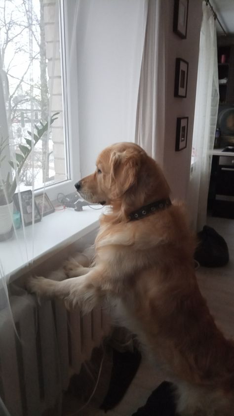 Dogs Looking Out A Window, Dog Looking Out Window, Window Drawing, Looking Out The Window, Look At The Sky, Real Estate Branding, Nature Plants, Enjoy Nature, Get Outside