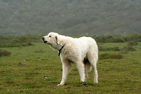 Akbash Dog, White Dog Breeds, Dog Training Barking, Guardian Dog, Hobby Farming, Livestock Guardian Dog, Stop Dog Barking, Big Dog Breeds, Livestock Guardian