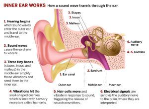 Hearing, Transmission of sound waves in Cochlea, Functions of Cochlea & Auditory pathway Auditory Pathway, Body Organs Diagram, Ear Anatomy, Sound Science, Nursing School Essential, Peripheral Nervous System, Nerve Fiber, Types Of Sound, Middle Ear