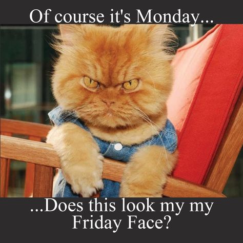 Crazy Monday Humor, Just Wanted To Say Hello Quotes Funny, Monday Vibes Funny, Monday Humor Back To Work, Monday Motivation Humor Funny, Funny Monday Quotes Humor, Monday Quotes Humor, Monday Mood Funny, Monday Humor Funny