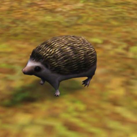 So Happy!!! I just found out The Sims 3 pets has Hedgehogs!! xD  OMG my favorite!!! :3 Sims 3 Pets, The Sims 3 Pets, Sims Pets, Sims 3 Mods, Hedgehog Pet, Baby Bats, A Hedgehog, Sims Games, The Sims 3