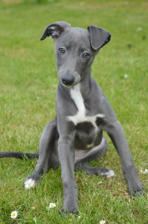 Blue whippet puppy! Cute Whippet, Lurcher Puppy, Blue Italian Greyhound, Whippet Dog Puppy, Cornwall Life, Dog Cottage, Greyhound Dog Breed, Blue Whippet, Whippet Puppy