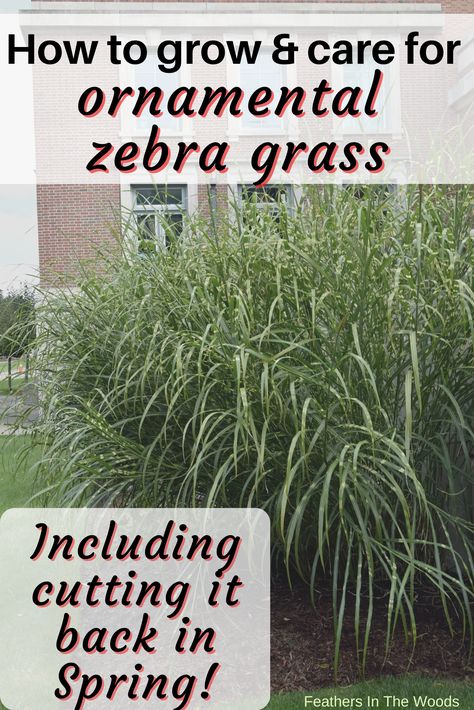 ornamental zebra grass