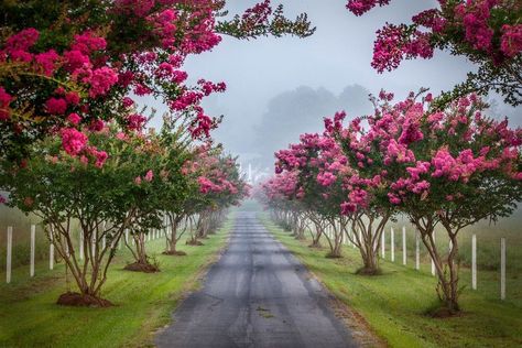 Driveway Landscape, Lined Driveway, Entrance Landscaping, Driveway Entrance Landscaping, Farm Entrance, Long Driveway, Landscape House, Tree Lined Driveway, Myrtle Tree