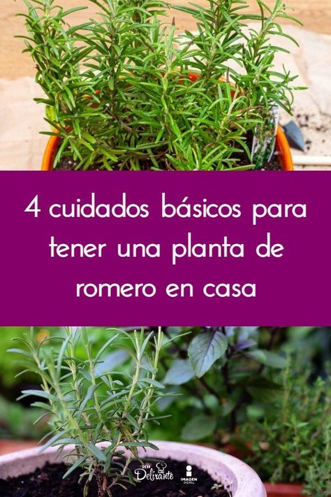 4 cuidados básicos para tener una planta de ROMERO en casa Decor Garden Ideas, Easy Garden Ideas, Herb Garden Pots, Orchard Garden, Landscaping Ideas On A Budget, Plant Care Houseplant, Budget Decor, Aesthetic Garden, Inside Plants