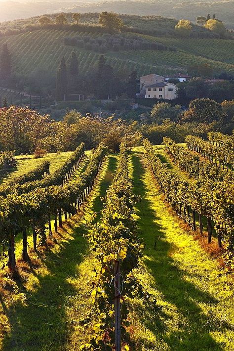 Aesthetic Vineyard, Vineyard Aesthetic, Tuscany Vineyard, Italian Vineyard, Vineyard House, Wine Vineyards, Italian Countryside, Italy Aesthetic, Italian Summer