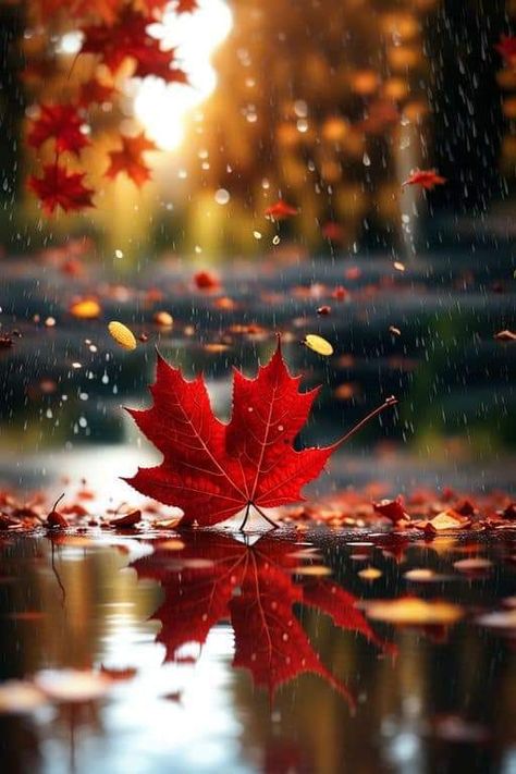 Fall Season Pictures, Candy Photoshoot, Autumn In My Heart, Autumn Magic, Autumn Scenes, Beautiful Wallpapers Backgrounds, Autumn Scenery, Samsung Wallpaper, Fall Pictures