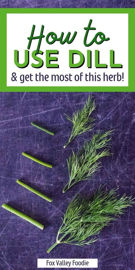 Let's take a look at how to use dill and get the most out of this flavorful herb. Most grocery stores will keep fresh dill in herb packets found in the refrigerated section of the produce department. Look for a bunch of dill that has fresh leaves with a vibrant green color. What To Use Dill For, Dry Dill How To, Using Dill Recipes, Dill Leaves Recipes, Dried Dill Recipes, How To Dry Fresh Dill, How To Dry Dill Herbs, How Do You Preserve Fresh Dill, What To Make With Fresh Dill