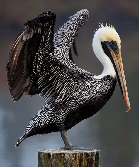 Pelican Drawing, Pelican Tattoo, Pelican Photos, Pelican Art, Pelican Bird, Brown Pelican, Coastal Birds, Louisiana Art, State Birds