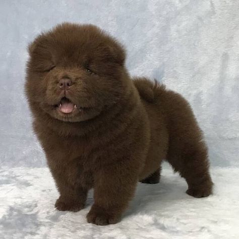 14 Cool Facts About Chow Chows | PetPress Brown Chow Chow, Chow Puppy, Cute Fluffy Puppies, Chow Dog, Cool Facts, Chow Chow Puppy, Puppy Portraits, Golden Doodles, Disabled Dog