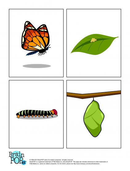 Hungry Caterpillar Craft, Life Cycle Of A Butterfly, Cycle Of A Butterfly, Butterfly Metamorphosis, Hungry Caterpillar Activities, Animal Life Cycles, Caterpillar Craft, Eyfs Activities, Butterfly Life Cycle