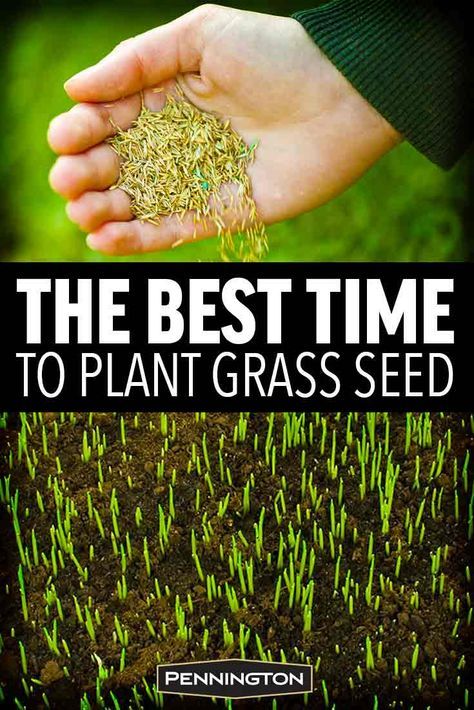 How To Get Grass To Grow, Best Grass Seed Lawn, When To Plant Grass Seed, Growing Cherries, Grow Grass Fast, Bermuda Grass Seed, Growing Grass From Seed, Grass Seed Types, Planting Grass Seed