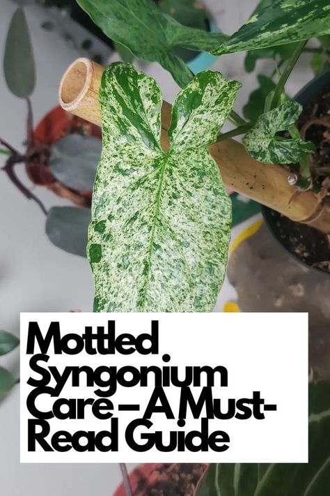 Ready to elevate your plant parenting skills? Implement these must-read care tips and watch your Mottled Syngonium thrive! Share your green journey with fellow plant lovers and bask in the beauty of your lush indoor oasis. IG Photo by: scraped_ape Syngonium Care, Plant Parenting, Indoor Oasis, Scale Insects, New Roots, Mother Plant, Parenting Skills, Growing Indoors, West Indies