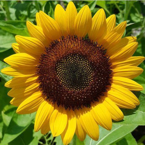 Traditional Sunflower, Seed Growing, Portulaca Grandiflora, Single Sunflower, Custom Seed Packets, Cape Gooseberry, Sunflower Head, Giant Sunflower, Zinnia Elegans