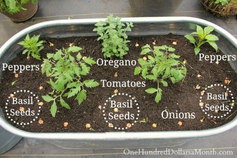 How to Plant a Pizza Garden Backyard Paving, Pizza Garden, Herb Gardens, Basil Seeds, Herb Recipes, Spring Inspo, School Garden, Container Gardens, Mama Mia