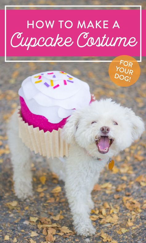 This DIY dog Halloween costume is the absolute cutest! Turn your pup into a pupcake with this easy-to-make cupcake costume for dogs. This pet Halloween costume idea is fun and adorable, perfect for a DIY project to create. Cupcake Halloween Costumes, Pet Halloween Costume, Costume For Dogs, Cupcake Costume, Dog Halloween Costume, Dog Cupcakes, Diy Dog Costumes, Pet Halloween Costumes, Dog Halloween Costumes