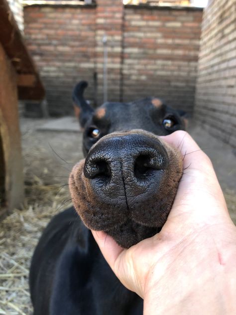 Head On Lap, Doberman Love, Floppy Ears, Man And Dog, Doberman Pinscher, How Big Is Baby, Doberman, I Love Dogs, Animal Drawings