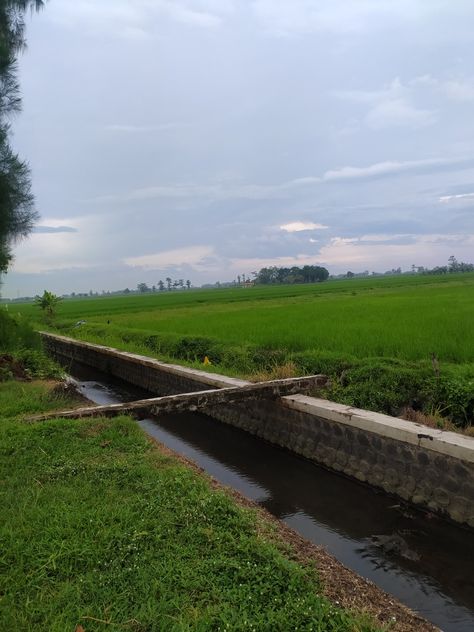 Sawah tanaman padi di desa Panorama Alam, Yuki Kato, Tanaman Padi, Rice Field, Social Butterfly, Purple Wallpaper, Good Vibes, Country Roads, Green