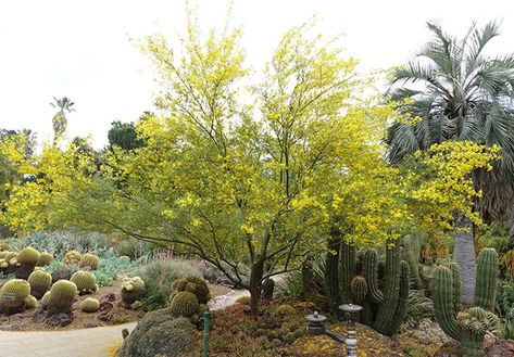 Parkinsonia x 'Desert Museum' - Desert Museum palo verde - SelecTree Palo Verde Tree Landscape Front Yards, Desert Museum Palo Verde, Watering Trees, Tree Identification, Tree Pruning, Tree Landscape, Front Yards, Water Wise, Tree Care