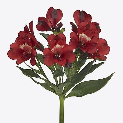 <p> ALSTROEMERIA RUMBA is a lovely Red cut variety. Approx. 75cm. NB. alstro can take a few days to open.</p> Red Alstroemeria, March Flowers, Dutch Flowers, Peruvian Lilies, Rose Thorns, Flower Guide, Flower Bucket, Florist Supplies, Flowers Delivered