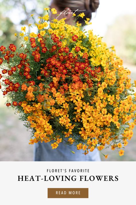 An armload of Marigold Starfire Mix Best Cut Flowers To Grow, Cut Flowers To Grow, Reselling Thrift Store Finds, Growing Marigolds, Teacup Flowers, Library Of Flowers, Food Forest Garden, Growing Cut Flowers, Planning Sheet