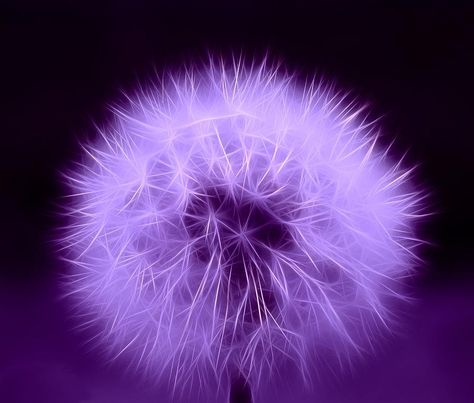 purple dandelion Purple Dandelion Wallpaper, Purple Dandelion, Lilac Aesthetic, Dandelion Wallpaper, Dandelion Art, Purple Things, Qhd Wallpaper, Purple Flowers Wallpaper, Gilbert And Anne