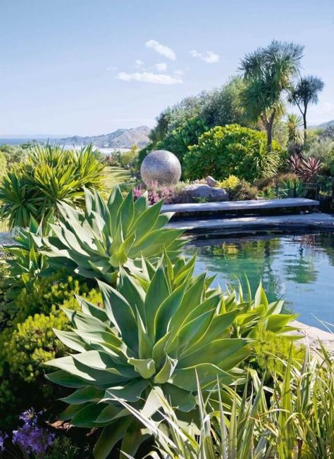 Arizona Lifestyle, Zero Scape, Xeriscape Ideas, Amazing Landscaping, Plants Around Pool, Desert Scape, Pool Plants, Agave Attenuata, Hill Garden