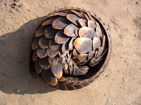 A Pangolin Pangolin Tattoo, Armadillo Lizard, Birds Photos, Lino Cut, Unusual Animals, Rare Animals, Endangered Animals, Animal Facts, Polar Bears