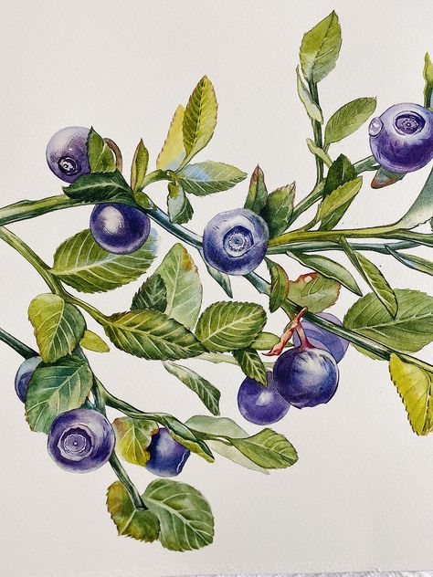 Blueberry Botanical Illustration, Blueberry Bush Drawing, Botany Watercolor, Blueberry Drawing, Blueberry Painting, Blueberry Illustration, Blueberry Images, Bush Drawing, Blueberry Tree