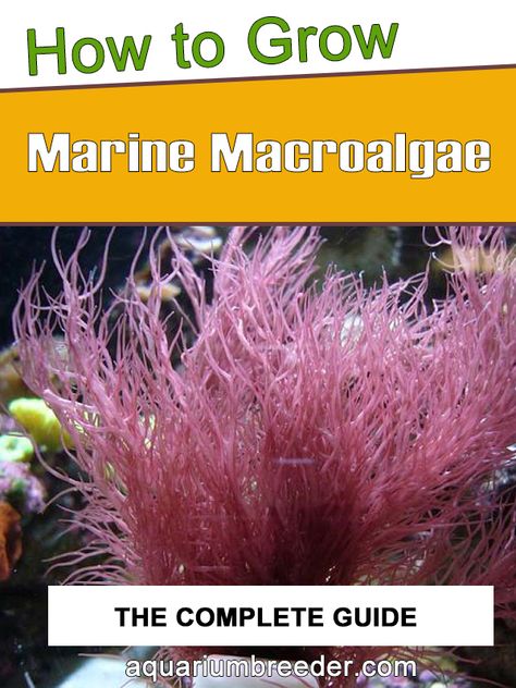 Macroalgae Reef Tank, Macroalgae Tank, Nature Aquascape, Reef Tank Aquascaping, Cheese Burrito, Marine Tank, Beautiful Terrariums, Aquarium Landscape, Saltwater Tank