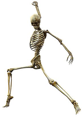 Skeleton reference, dancer. Posing Skeletons, Human Skeleton Anatomy, Human Muscle Anatomy, Skull Reference, Skeleton Anatomy, Skeleton Drawings, Anatomy Sculpture, Model Sketch, Human Bones