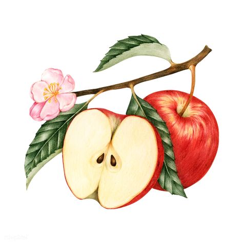 Illustration of red apple | premium image by rawpixel.com / Noon Apple Sketch, Drawing Apple, Apple Illustration, Apple Picture, Apple Stickers, Fruits Drawing, Free Illustration Images, Sticker Png, Fruit Illustration